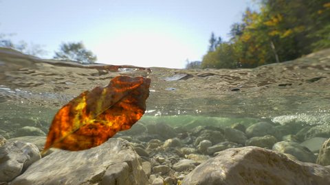 HALF UNDERWATER, LENS FLARE: Camera filming upstream a crystal clear mountain river carrying leaves in sunny autumn woods. Coniferous forest surrounding cold bubbling river water in a mountain valley
