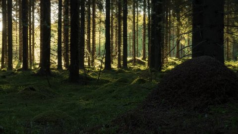 Time-lapse shot of tree shadows moving in a Finnish spruce forest with mossy ground.