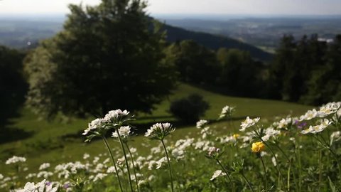 fresh spring flowers in mountains