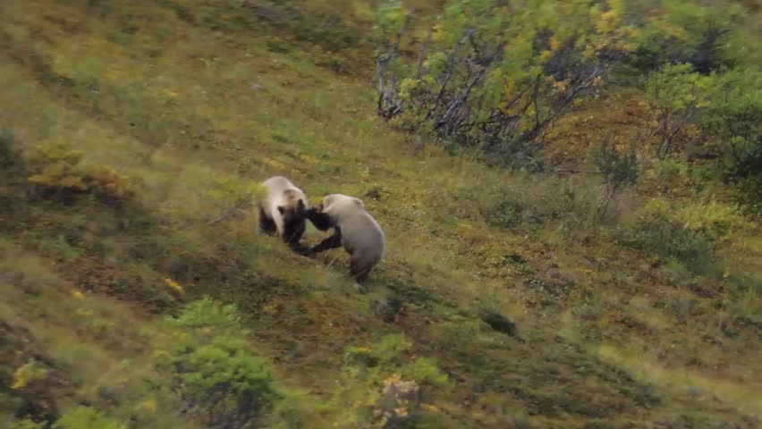 Two Grizzly cubs at play in Denali National Park, Alaska