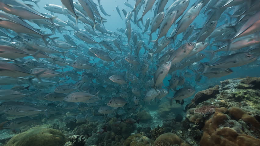 Viewer swims through huge school of silver fish Royalty-Free Stock Footage #33662479