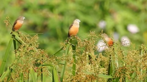 Pale headed munia driven out while perched on wild grain plants by a male streaked weaver in west sumbawa, west nusa tenggara, indonesia