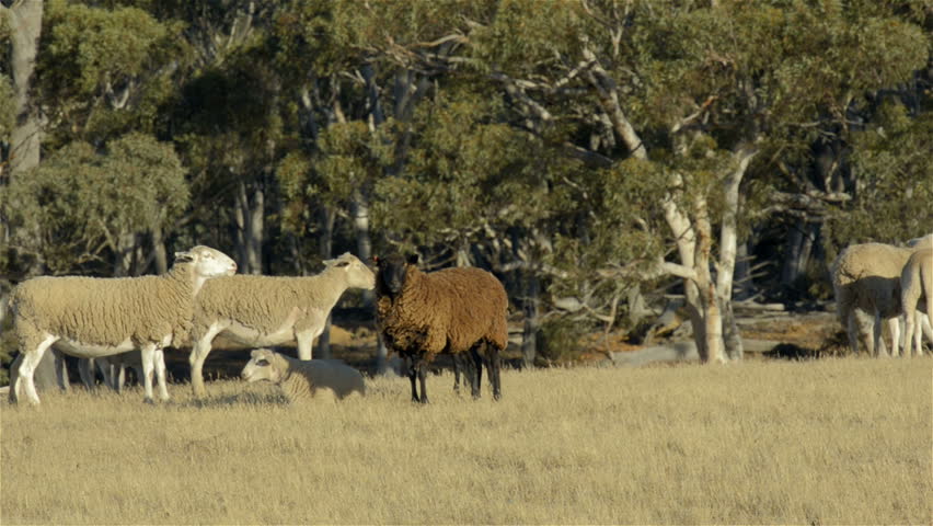 A black sheep amongst a flock of white sheep on an Australian farm.