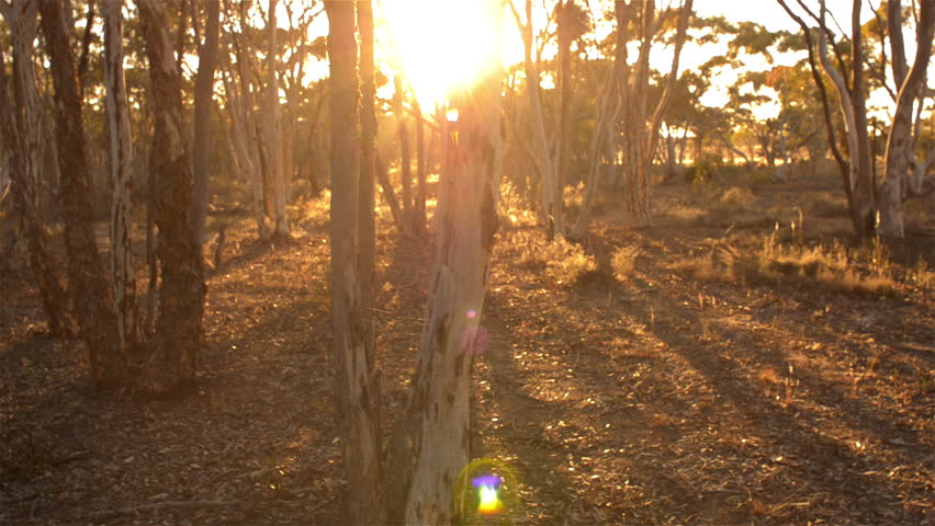 Tracking shot of some trees at sunrise, with the long shadows of the surrounding