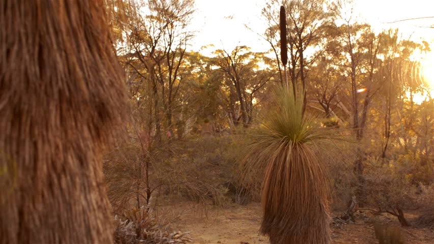 Tracking shot of a grasstree (Balga) at sunrise in an area of Australian bush.