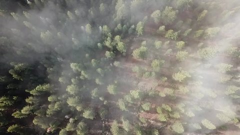 drone is high above forest looking straight down birdseye view with fog in the trees. camera rotates counter-clockwise
