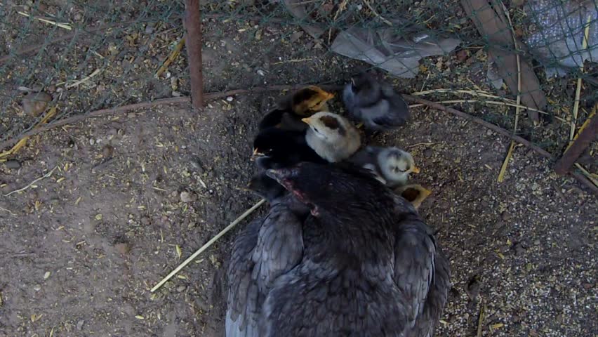 small chicken in farm