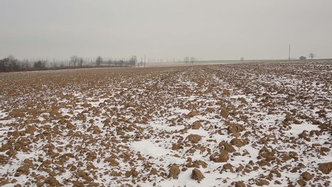 Plowed arable field winter lined with a small layer covered of snow, solitary trees poplars and beautiful, the protected landscape area of Poodri, Czech Republic, Europe