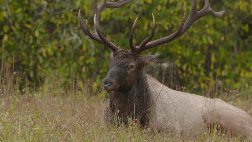 a bull elk bedded down eating