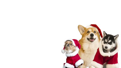 dogs in christmas clothes on a white background