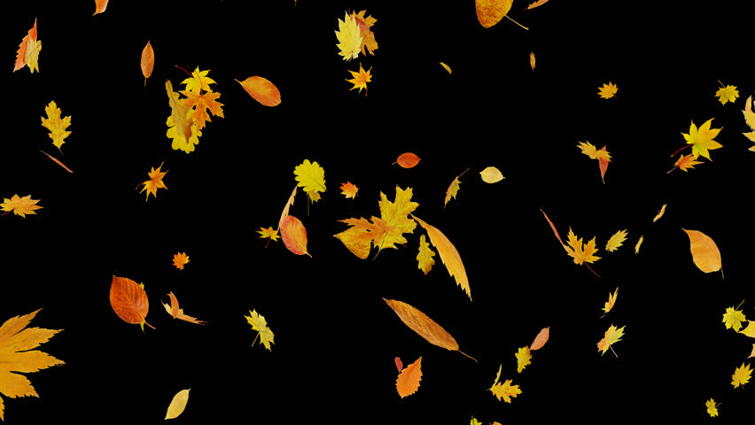 Autumn Leaves Falling Down. Large Stock Footage Video (100% Royalty ...