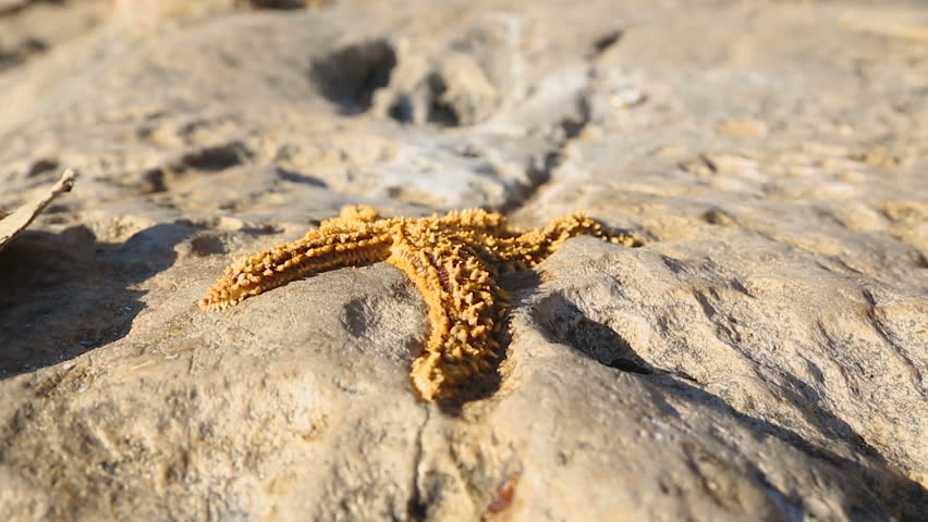 Dead starfish lying on stone in sunlight, sea animals, environmental problems