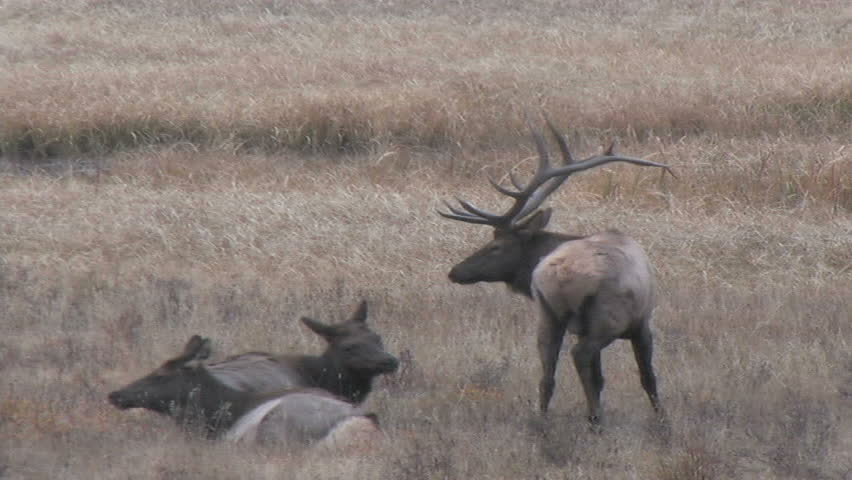 bull elk cows during rut: Bίντεο στοκ (100% χωρίς δικαιώματα) 3368447 Shutt...