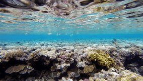 Living coral reef and beautiful fishes swimming around. Under water video 