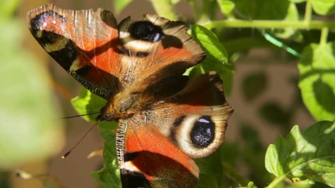 Atlas Moth Flapping Large Beautiful Wings Stock Photo 1243518016 ...