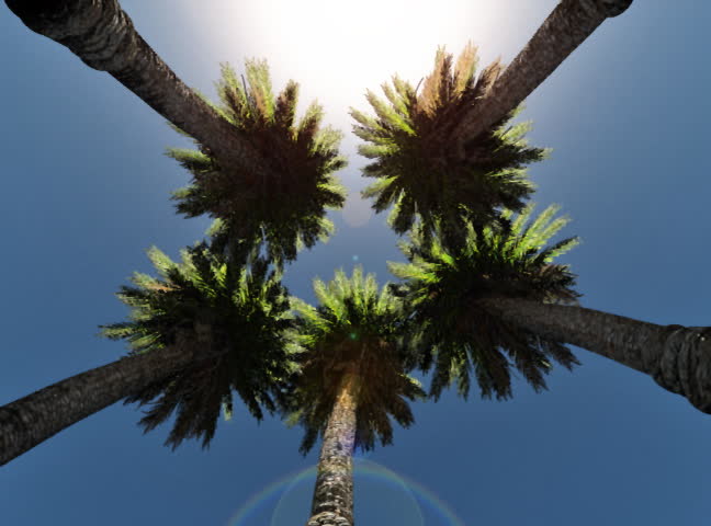 Date Palm Trees and sun shining, low angle, Alpha channel included