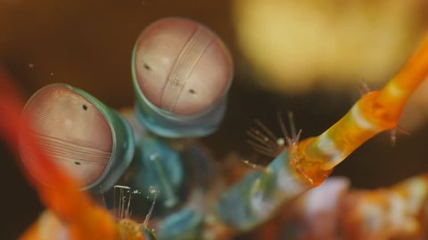 Peacock Mantis Shrimp Eyes Close-up 4K