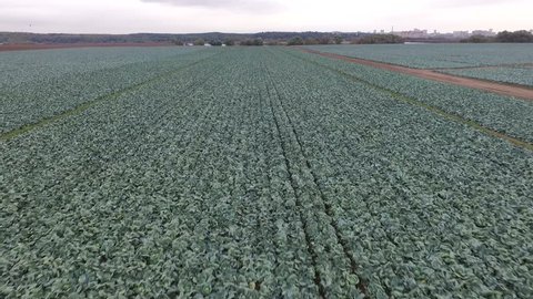 Autumn Fields Cabbage