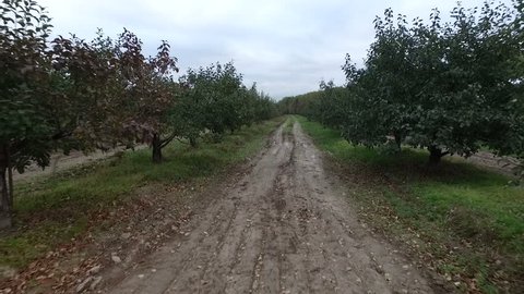 Aerial View of Apple Orchard in Autumn