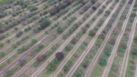 Aerial Panorama Autumn Apple Orchard