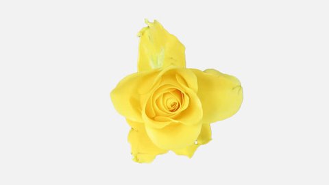 Time-lapse of opening yellow April rose 1x1w in PNG+ format with ALPHA transparency channel isolated on white background, top view