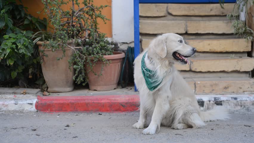 Beautiful dog Golden retriever sitting in front of the house and looking around. Neve Tzedek neighborhood, Tel Aviv, Israel