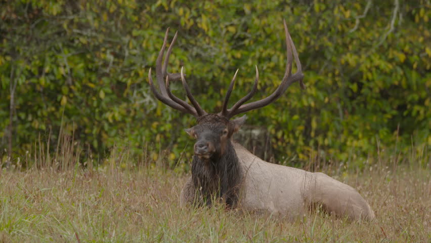 a bull elk bedded down