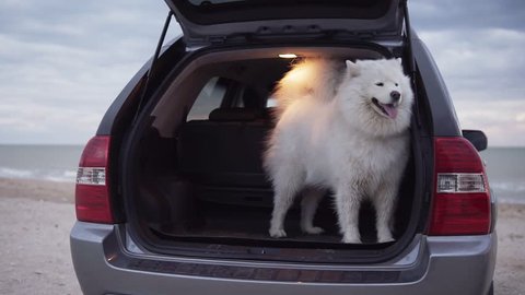 One cute samoyed dog is sitting in the car trunk while another one is jumping inside and barking. Slowmotion shot