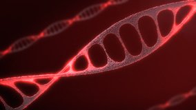 nice animation of the chain of DNA. video on the theme of biology, science, chemistry. video with rotating of abstract molecule in red colors. motion design, loop video, 4k resolution.