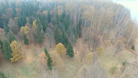 Village Fog Autumn Forest