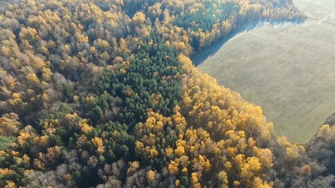 Road Autumn Forest