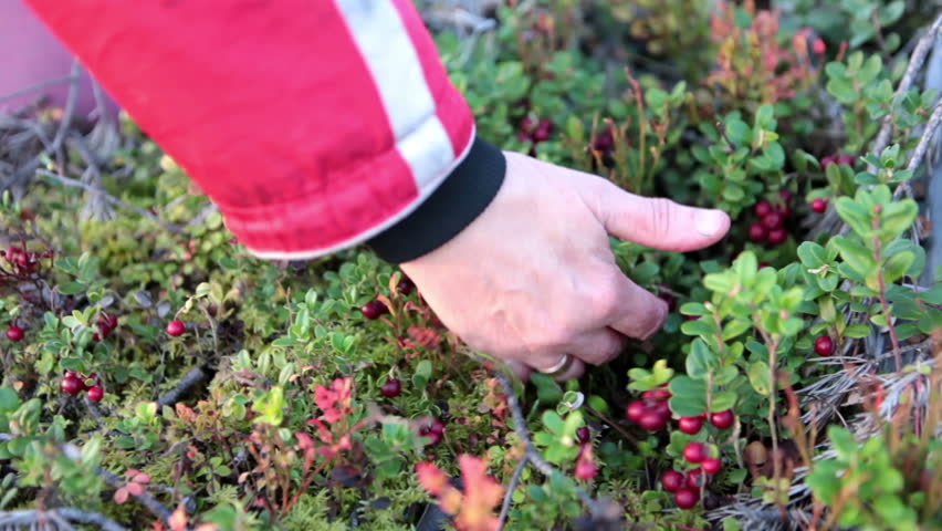 Caucasian female hand collects red bilberry in the forest, close-up view of a arm and berries. Karelia, Russia