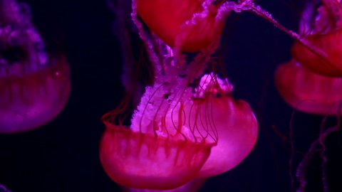 a lot of red jellyfish medusa in a black void, natural background
