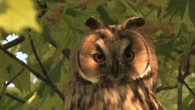 Long-eared owl (Asio otus) sitting in tree and looking around - wildlife - HD stock video
