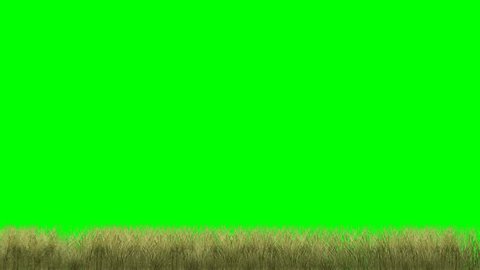 Grass On Green Screen Background 4k Stock Footage Video (100% Royalty ...