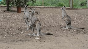Kangaroos in Australia HD video