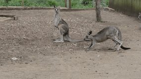 Kangaroos in Australia HD video