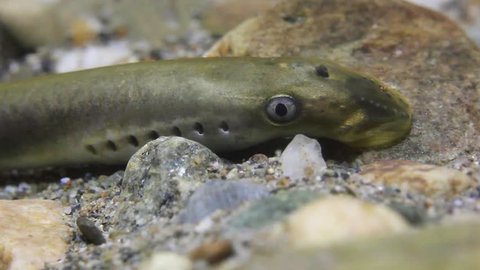 Brook lamprey (Lampetra planeri) a frashwater species that exclusively inhabits freshwater environments. Lamprey in the clean mountain river holding gravel. Frashwater habitat.