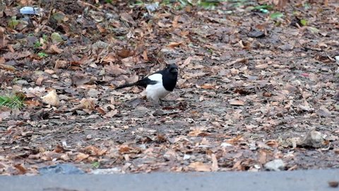 Young Eurasian magpie is looking for food on the ground (Pica pica)