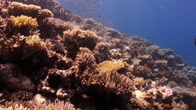 School of bright orange color fish in coral reef underwater Red sea. Relax video about marine nature on background of beautiful lagoon.
