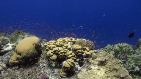 Coral reef and school of bright orange color fish underwater Red sea. Relax video about marine nature on background of beautiful lagoon.