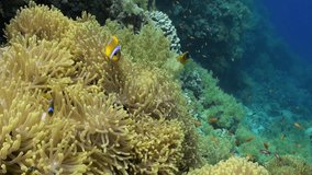 School of clown fish in Magnificent anemone Stichodactylidae underwater Red sea. Amphiprion bicinctus. Relax video about marine nature on background of beautiful lagoon.