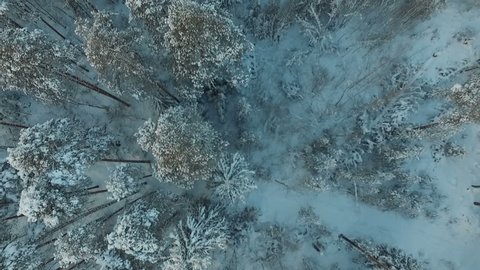 Beauty Winter Forest