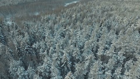 Beauty Winter Forest