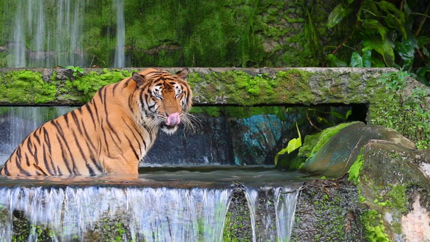 Asia tiger play waterfall in summer season , video for wildlife and nature concept