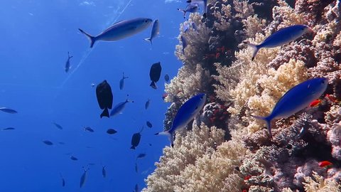 Coral wall with school of swimming tropical fish. Scuba diving on the coral reef with ocean wildlife.