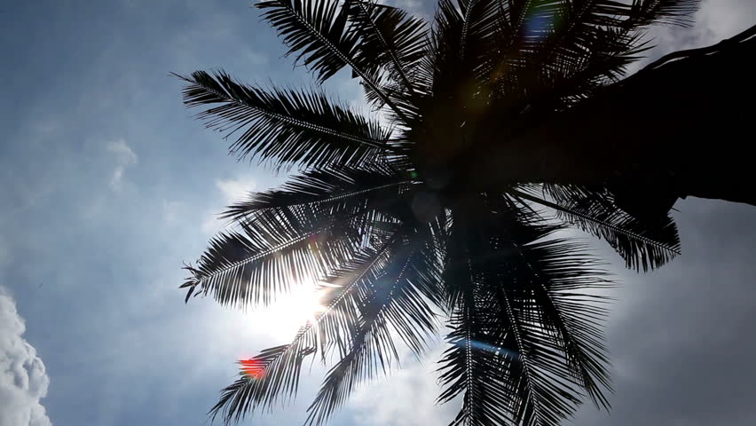Beautiful palm with sun and blue sky.