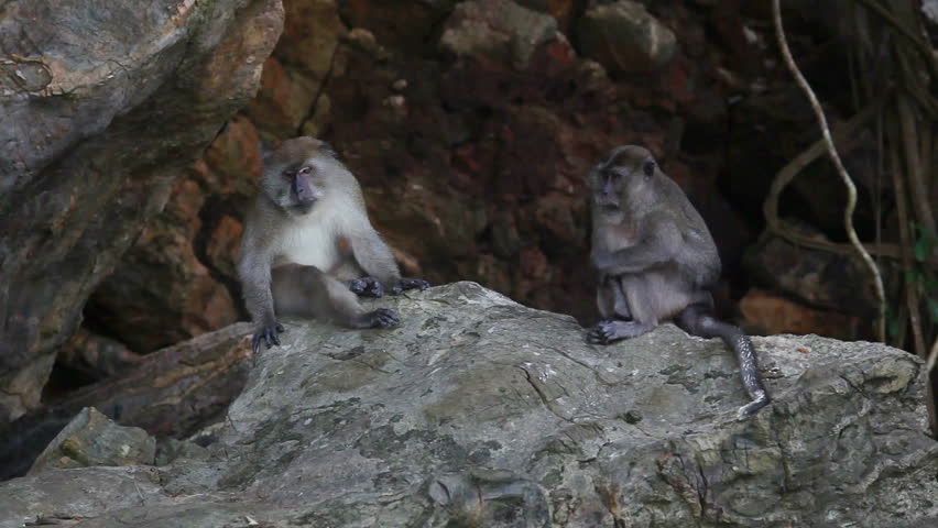 Pair of monkey sitting on stone. Wildlife