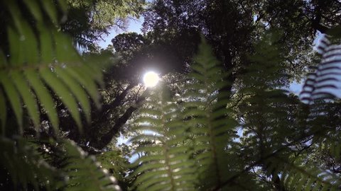 New Zealand Forest Canopy