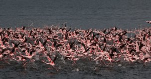 Lesser Flamingo, phoenicopterus minor, Group in Flight, Taking off from Water, Colony at Bogoria Lake in Kenya, Slow Motion 4K